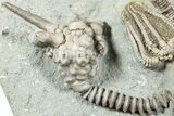 Fossil Crinoid Plate - Crawfordsville, Indiana #231929-3